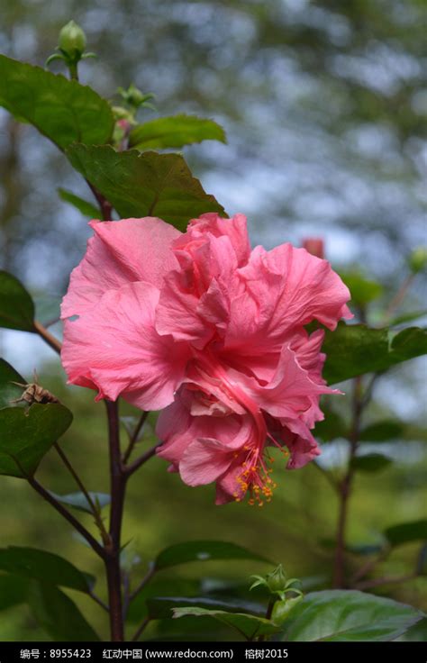 重瓣扶桑花